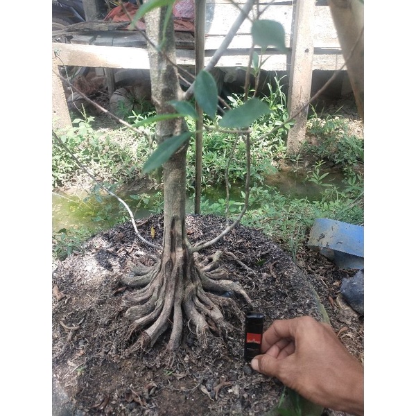 BAHAN BONSAI KIMENG PROKAR PECAH BATANG