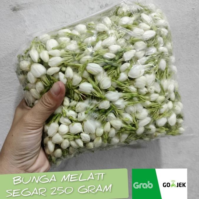 

Terbaru Melati Segar 250 Gram Bunga Melati Tabur