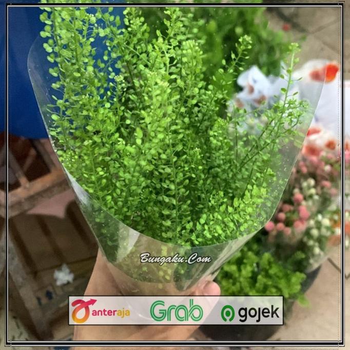 

New Daun Thlaspi Pennycress Segar