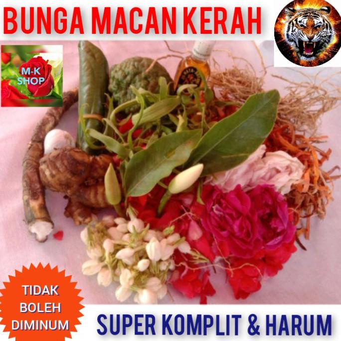 

Terbaru Bunga Macan Kerah Super Komplit Dan Harum