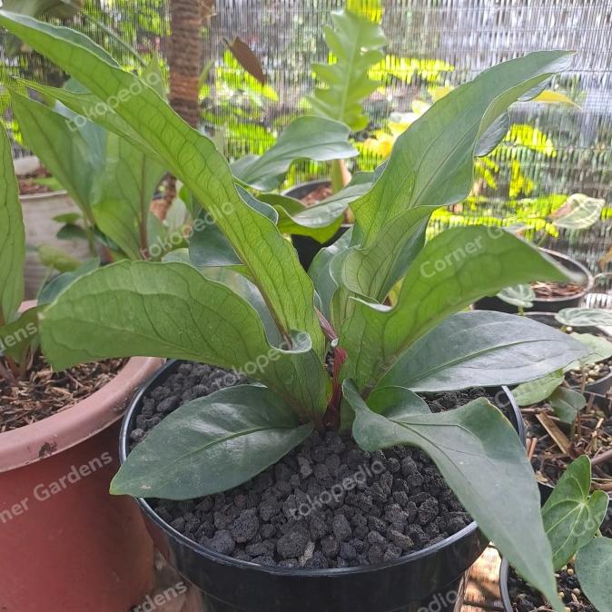 BARU  anthurium obor merah