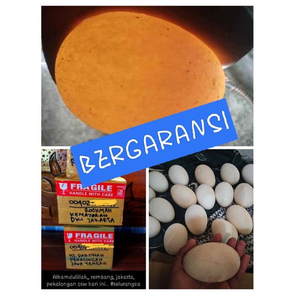 

TELUR ANGSA FRESH KONSUMSI