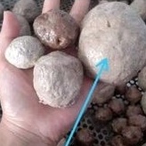 

PRODUCT TERKECE BASO IKAN JUMBO TETELAN ( BUTIR )