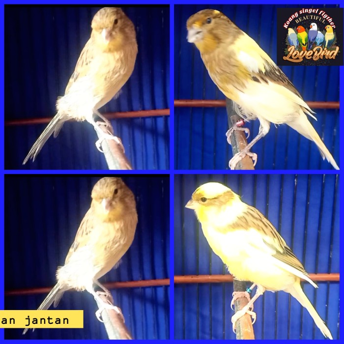 Best Seller Burung Kenari F2 Ys Bahan Big Postur