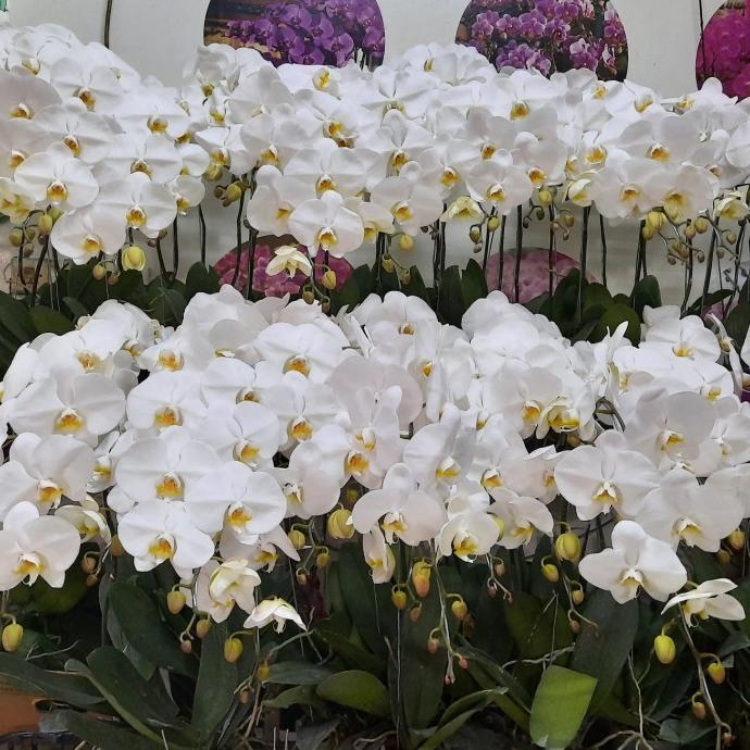 Bunga Anggrek Bulan Premium Eka Karya 1 pohon (pot plastik/polybag)