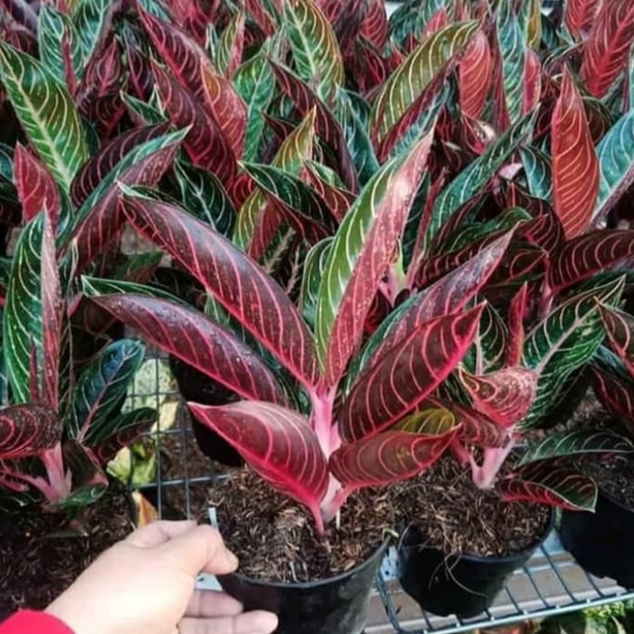 TANAMAN HIAS AGLONEMA RED SUMATRA ORIGINAL