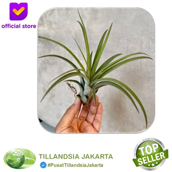 TANAMAN TILLANDSIA CAPITATA IONANTHA - AIR PLANT CAPITATA IONANHA ORIGINAL