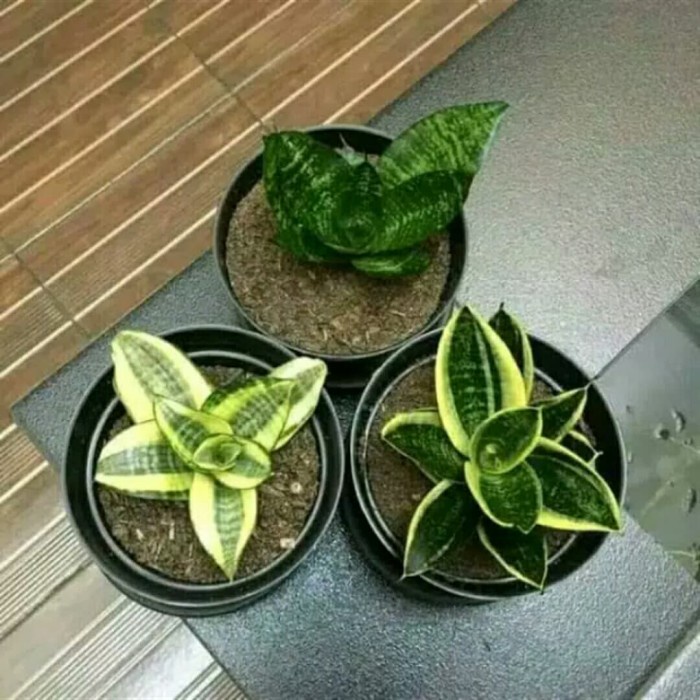 PAKET HEMAT SENSIVERA MINI//LIDAH MERTUA MINI ORIGINAL