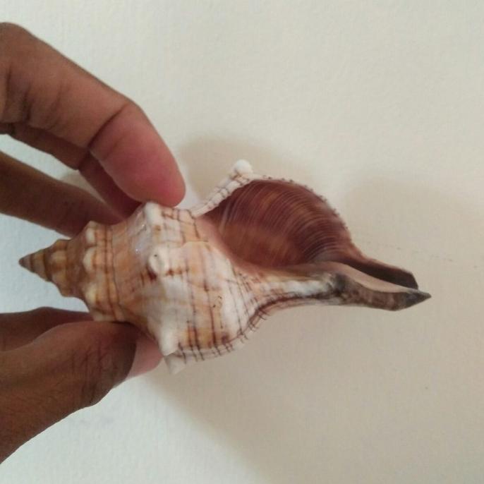 

] Sanka Kerang Puja Arati kerang lokal