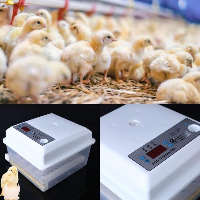 Alat Inkubator Penetasan Telur Ayam Otomatis 220v Untuk Peternakan