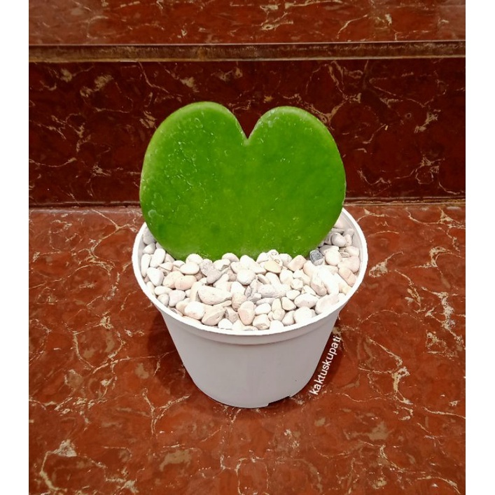 Tanaman hias Hoya Kerrii Love