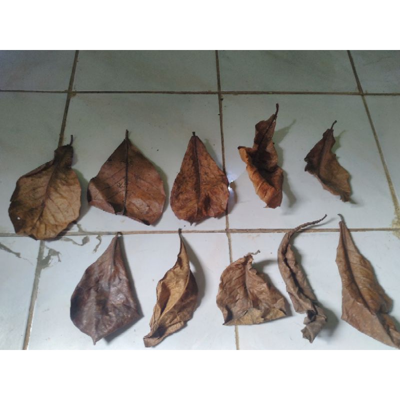 Daun Ketapang kering untuk progress ikan Channa / gabus Auranti dan jenis Channa lain nya