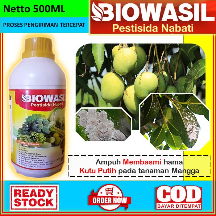 OBAT ANTI HAMA KUTU PUTIH UNTUK TANAMAN MANGGA [BIOWASIL] Obat Cair Pestisida Nabati Anti Hama 500ml