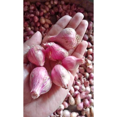 

Bawang Merah 1 kilo