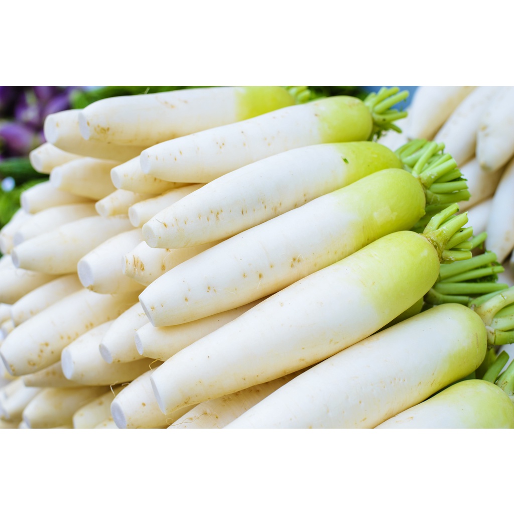 Benih Bibit Biji - Lobak Putih F1 Hibrida White Radish Chinese Daikon Seeds - Panen Dalam 45 Hari