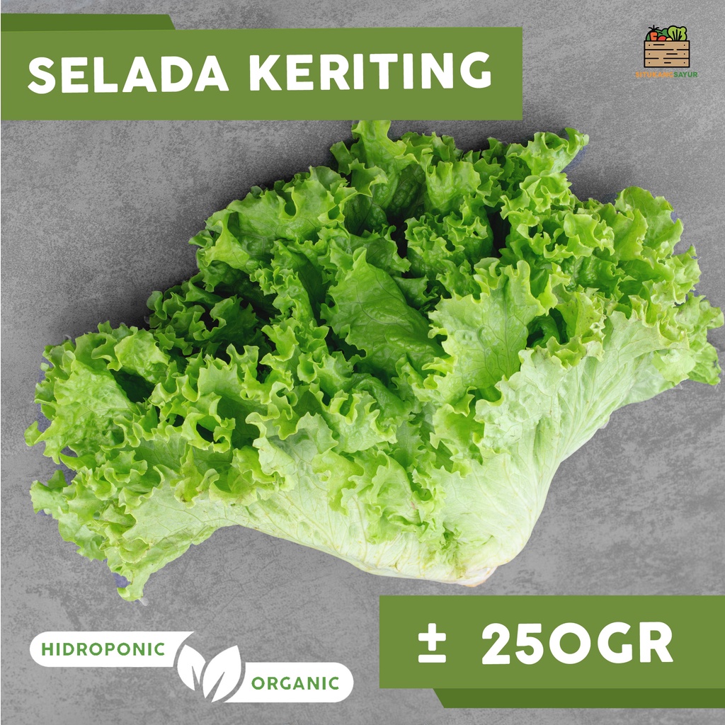 

Sayur Selada Keriting Organik | ±250gr (Kota Bandung & Sekitar)