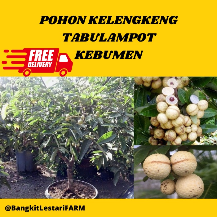 Pohon Kelengkeng Tabulampot, Pohon Kelengkeng SUPER GENJAH, Pohon Kelengkeng BERKUALITAS 