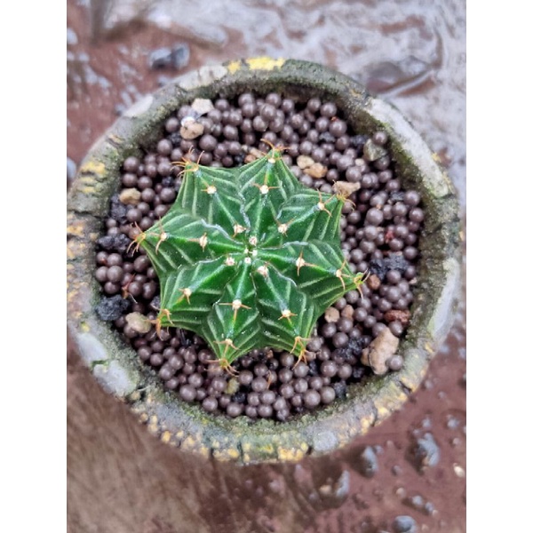 MIHA HYBRID SEEDLING DARI BIJI//KAKTUS//YELLOW TIGER X LB 2178 ORI//GYMNOCALYCIUM//MIHANOVICHI//KAKT