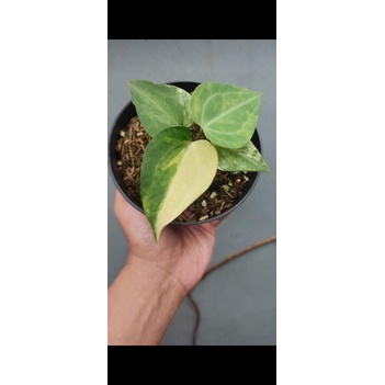 Anthurium clarinervium Variegata kuping gajah Variegata