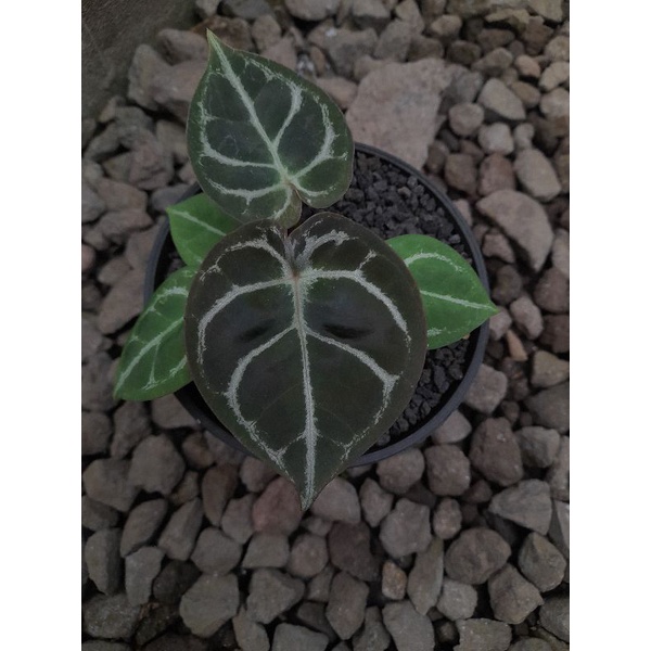 Anthurium forgetii x dorayaki