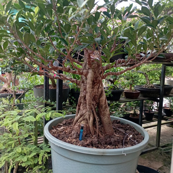 Terlaris Bonsai Kimeng Beringin, Pohon Kimeng, Tanaman Beringin Kimeng