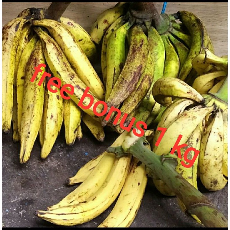 

pisang tanduk per pcs + gratis bonus