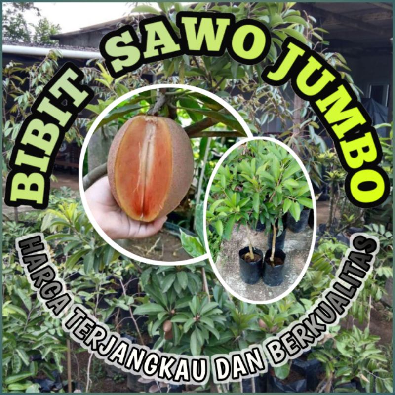 BIBIT BUAH SAWO JUMBO BIBIT BUAH SAWO CEPAT BERBUAH BIBIT SAWO JUMBO HASIL OKULASI