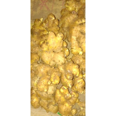 

Jahe gajah super 1 kg