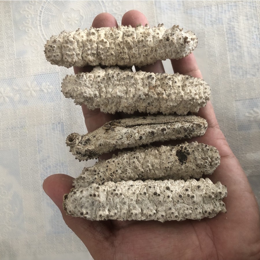 

Teripang Gamat duri size Besar 8 cm up/pcs kualitas terbaik 1kg