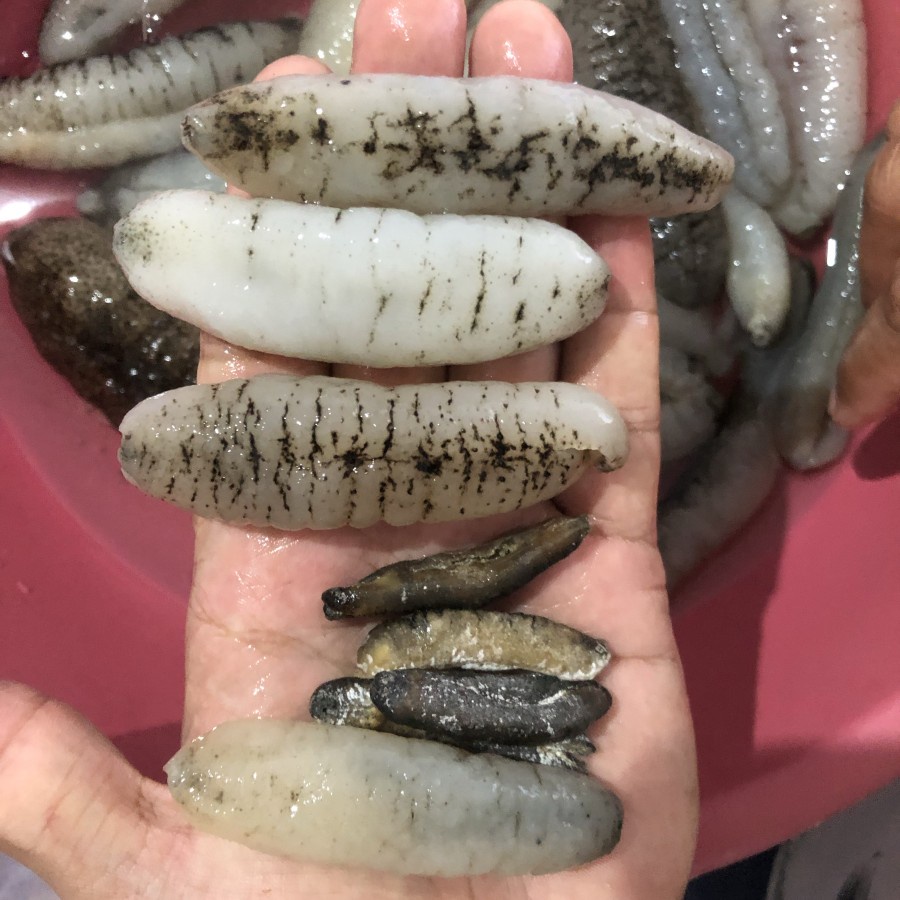 

teripang gosok kecil isi 300 up/kg Murah