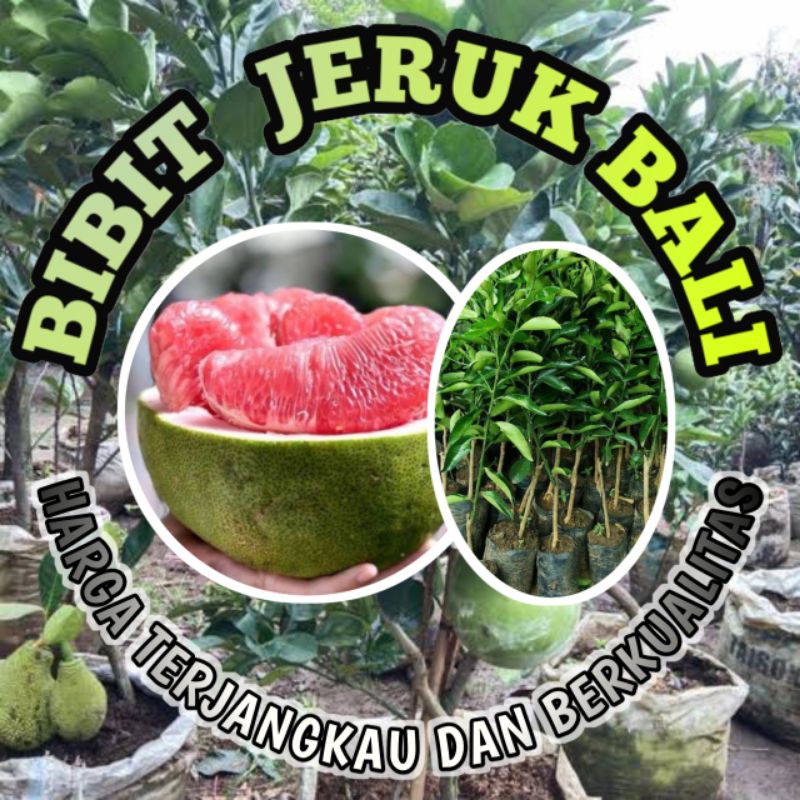 BIBIT BUAH JERUK BALI BIBIT BUAH JERUK PAMELO BIBIT JERUK BERKUALITAS BIBIT OKULASI