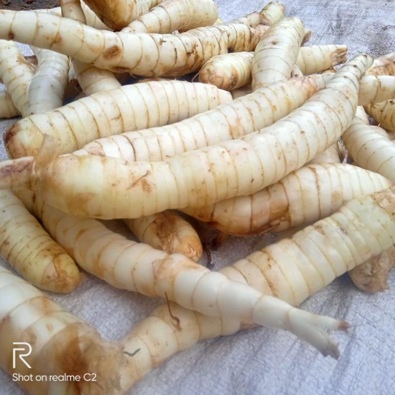 

Dijamin Ori>/ 1Kg Umbi Garut Segar