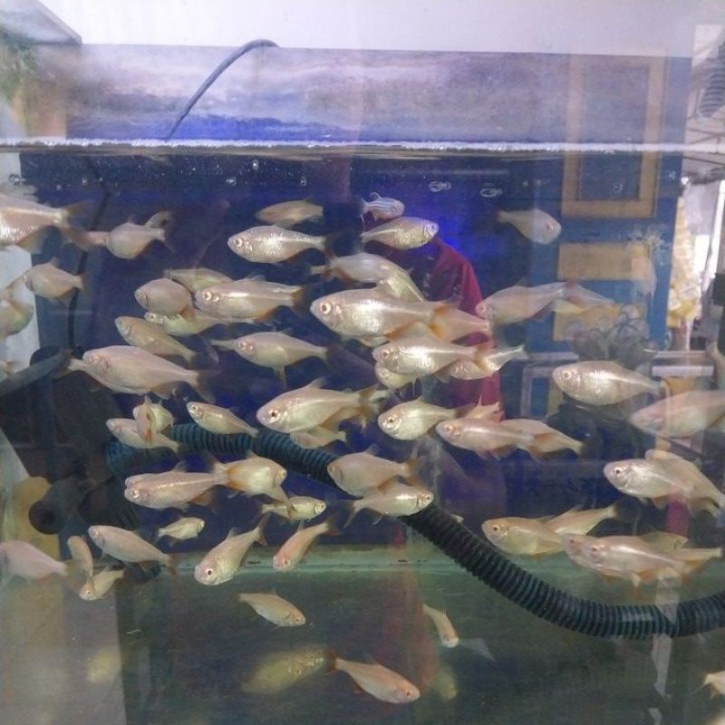 

ikan borneo