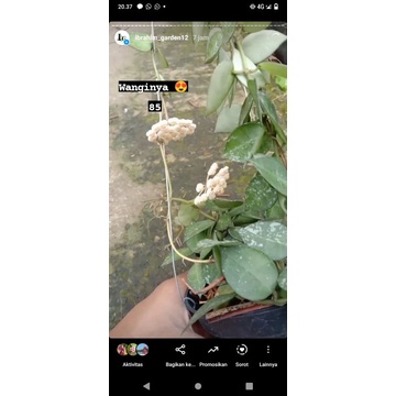 Hoya lacunosa splash dan Hoya Sulawesiana peduncle bonus 1 plant tanaman macrophylla snowqueen