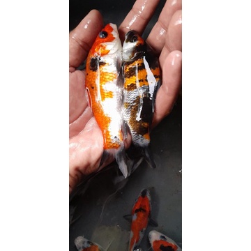 Bibit ikan koi mix kohaku,showa,kumpay,slayer dll