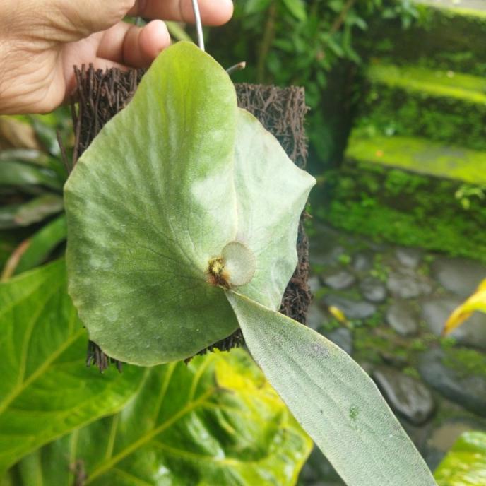 :<:<:<:<] platycerium alcicorne madagaskar x elephantotis