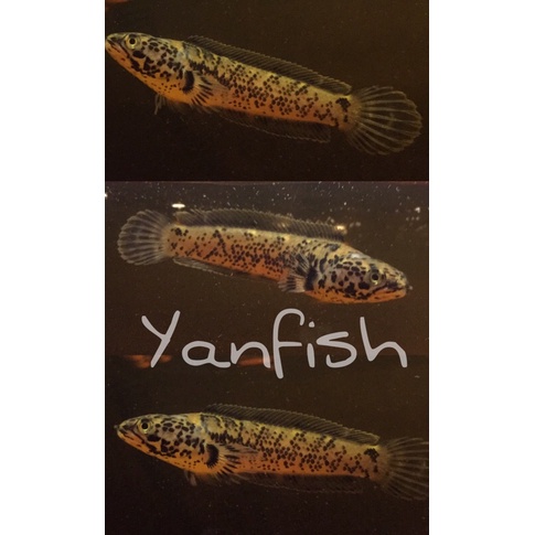 MAINAN LIMBATA GRANITE 5cm