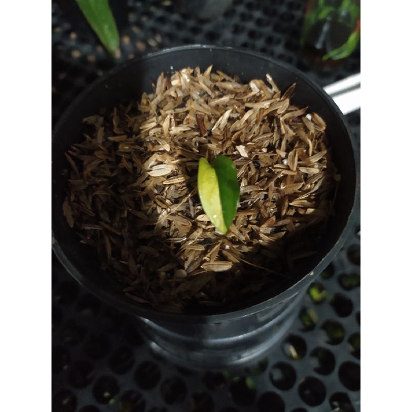 janbol jepang variegata yellow daun aktif