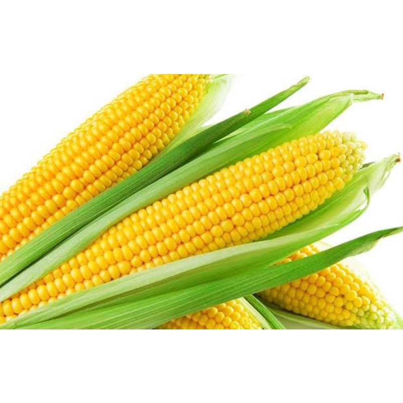 

Jagung 1 kg