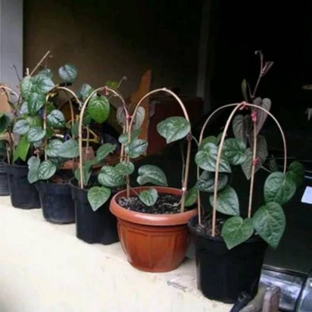 Bibit Tanaman Daun Sirih Hitam ASLI Kualitas Unggul TERLARIS
