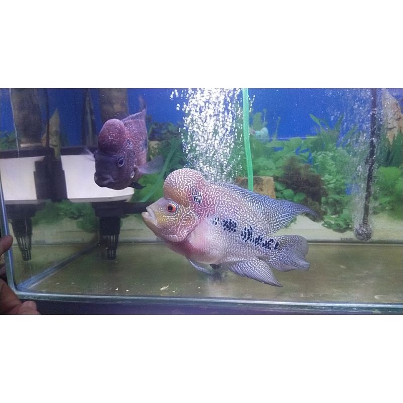 Louhan SRD ori Thailand