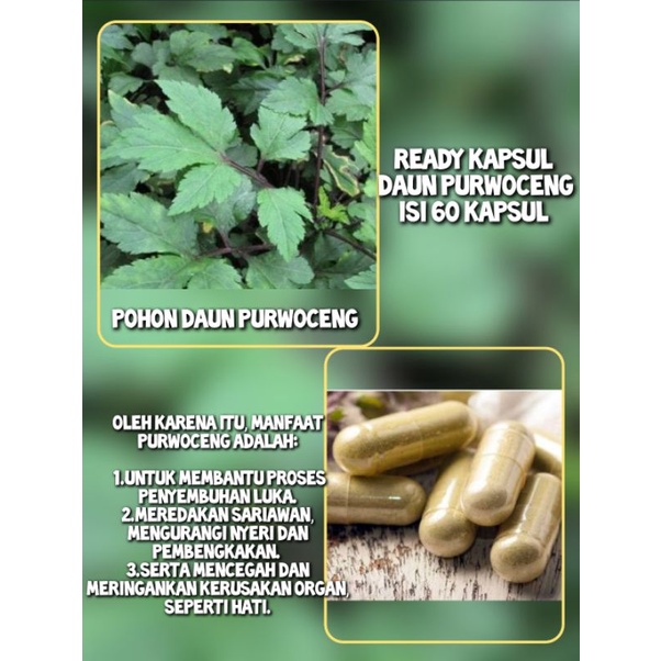 

KAPSUL HERBAL DAUN PURWOCENG ISI 60 KAPSUL