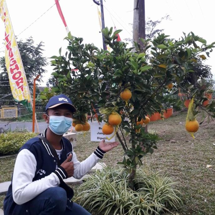 Terlaris Bibit Tanaman buah Jeruk Dekopon sudah berbuah NNN