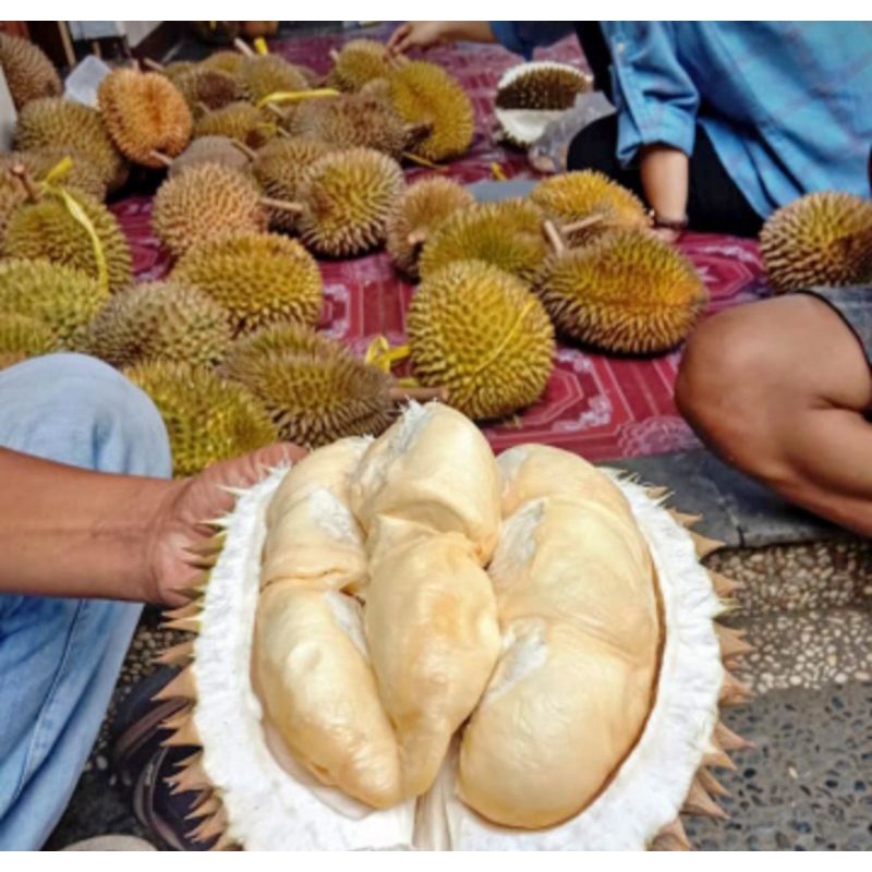 

DURIAN SINAPEUL