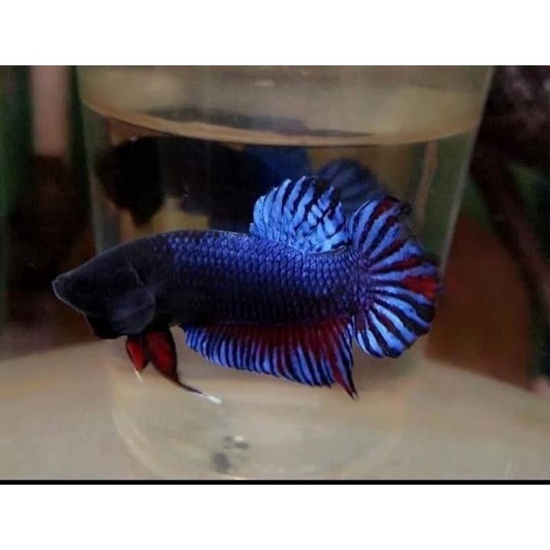 CUPANG ADUAN MDS GRADE B SUPER AGRESIF