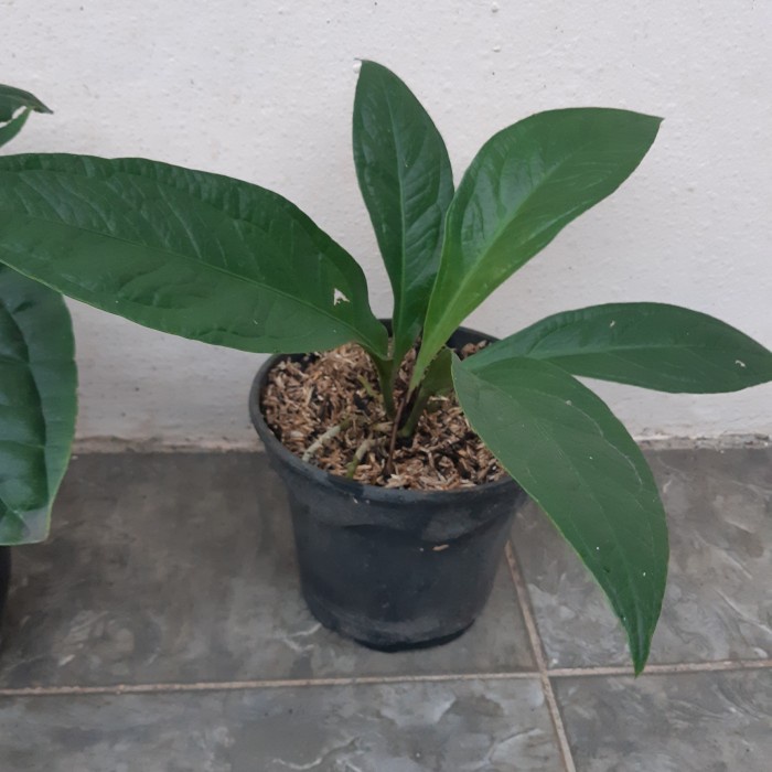 Flash Sale Anthurium Paketan ( Sirih Keraton . Tanduk 45 ) Ukuran Sedang Terbaru