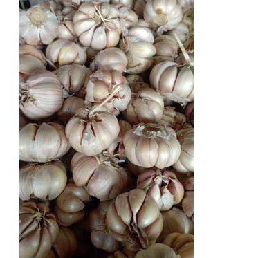 

COD | FG2 | Bawang Putih Sico 1kg