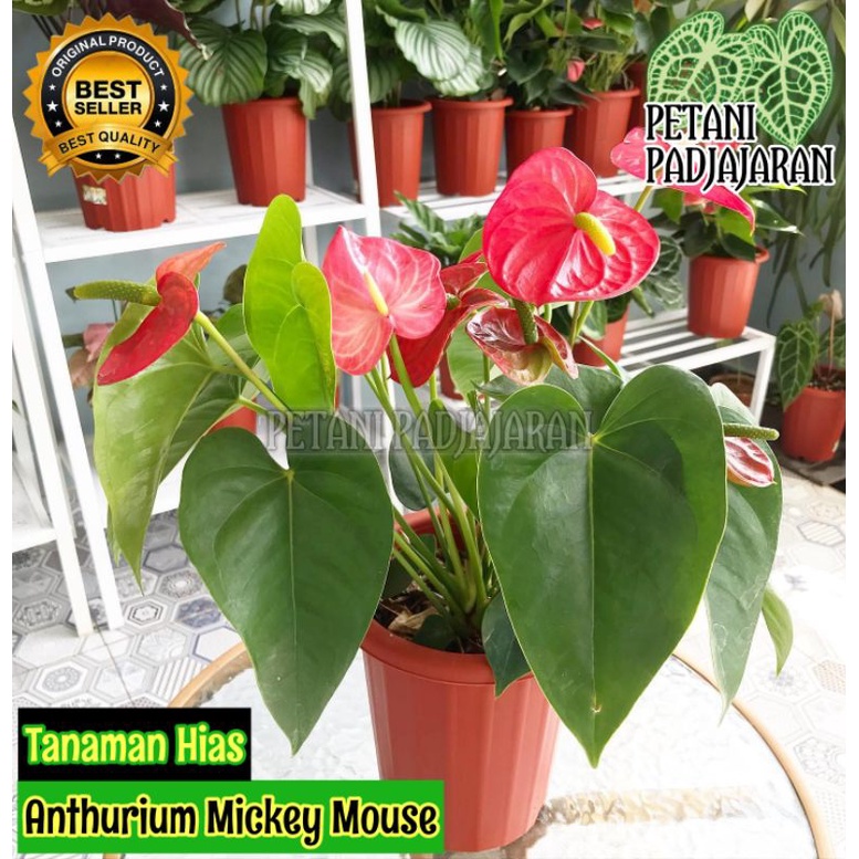 Tanaman Hias Anthurium Mickey Mouse - Anthurium Mickey Mouse