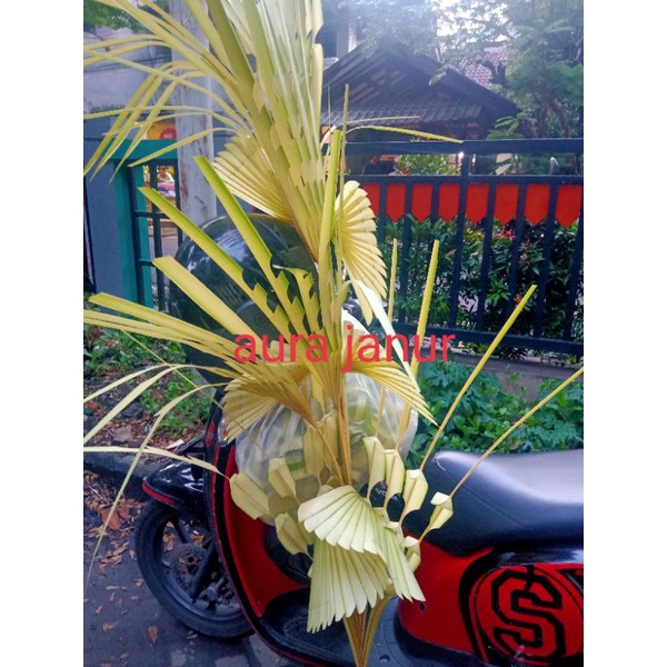 Janur Penanda(beli 2 bonus nama,beli 3 bonus nama)Janur SUNATAN PERNIKAHAN, janur kecil janur pintu