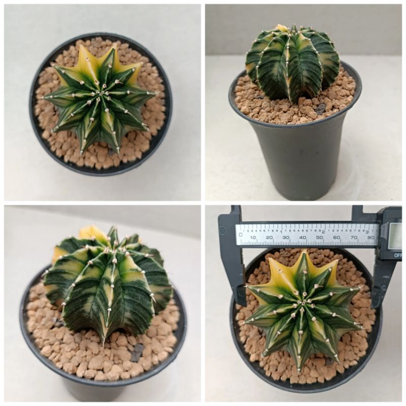 Kaktus Gymnocalycium LB Variegata Selected Perform